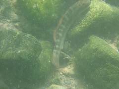 Sicyopterus