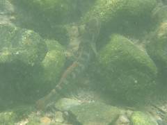 Sicyopterus