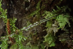 Hymenophyllum flexuosum