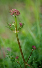 Cnidium cnidiifolium