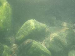 Sicyopterus