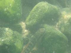 Sicyopterus