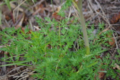 Cnidium cnidiifolium