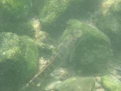 Sicyopterus