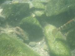 Sicyopterus
