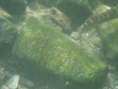 Sicyopterus