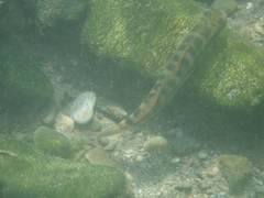 Sicyopterus