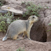 Gunnison's Prairie Dog - Photo (c) Greg Lasley, some rights reserved (CC BY-NC), uploaded by Greg Lasley