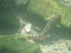 Sicyopterus