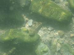 Sicyopterus