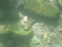 Sicyopterus