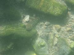 Sicyopterus