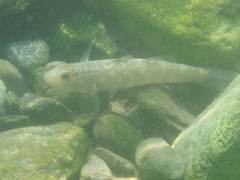 Rhinogobius gigas