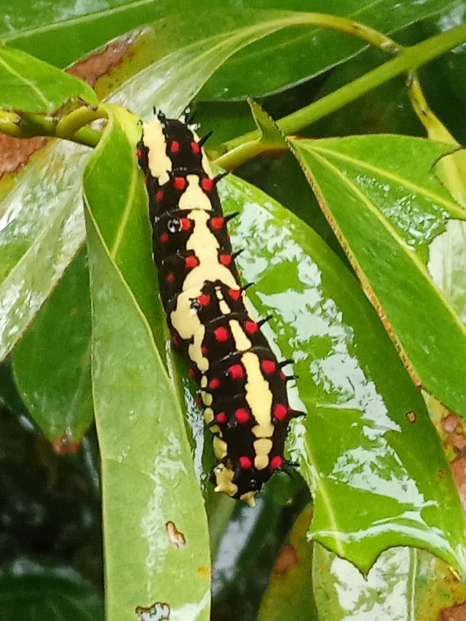 Common Mime