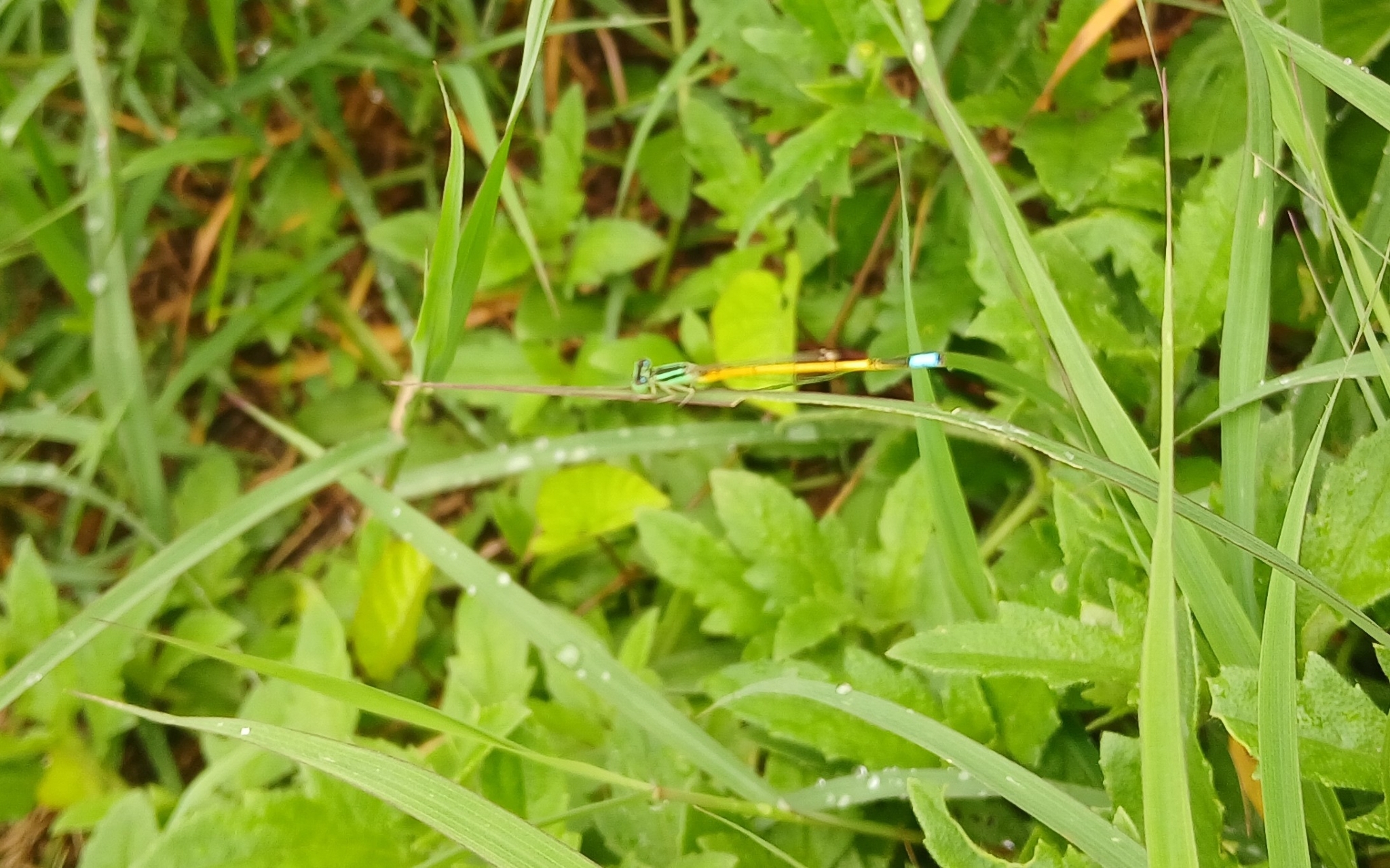 Golden Bluetail