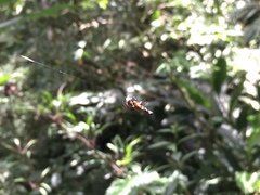 Micrathena stuebeli