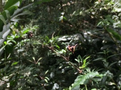 Micrathena stuebeli