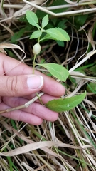 Neolasioptera lycopi