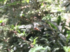 Micrathena stuebeli