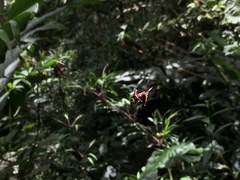Micrathena stuebeli