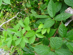 Rubus elegantulus
