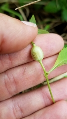 Neolasioptera lycopi