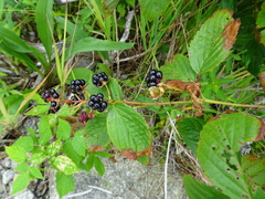 Rubus elegantulus