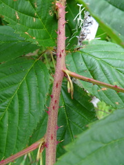Rubus elegantulus
