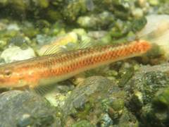 Stiphodon atropurpureus