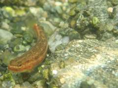 Stiphodon atropurpureus