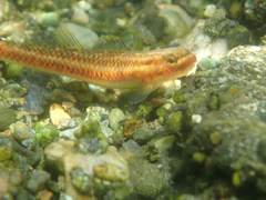 Stiphodon atropurpureus