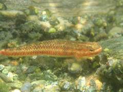 Stiphodon atropurpureus