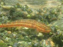 Stiphodon atropurpureus