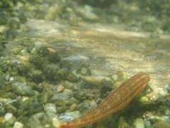 Stiphodon atropurpureus