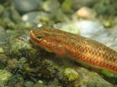 Stiphodon atropurpureus