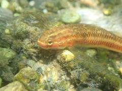 Stiphodon atropurpureus