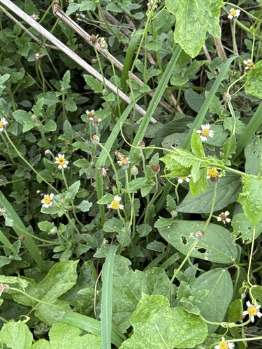 Tridax Daisy