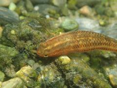 Stiphodon atropurpureus