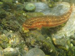 Stiphodon atropurpureus