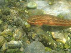 Stiphodon atropurpureus