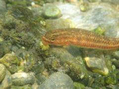 Stiphodon atropurpureus