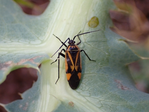Brachycoleus triangularis