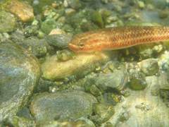 Stiphodon atropurpureus