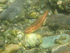 Stiphodon atropurpureus