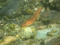 Stiphodon atropurpureus