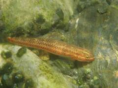 Stiphodon atropurpureus