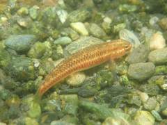 Stiphodon atropurpureus