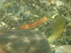 Stiphodon atropurpureus