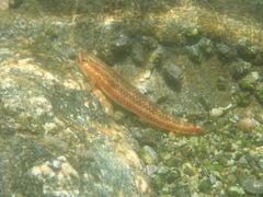 Stiphodon atropurpureus
