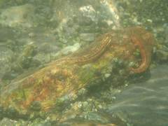 Stiphodon atropurpureus